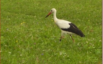 Storch eingefangen